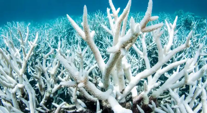 Мертвый коралл найден на Большом Барьерном рифе в связи с масштабным обесцвечиванием
